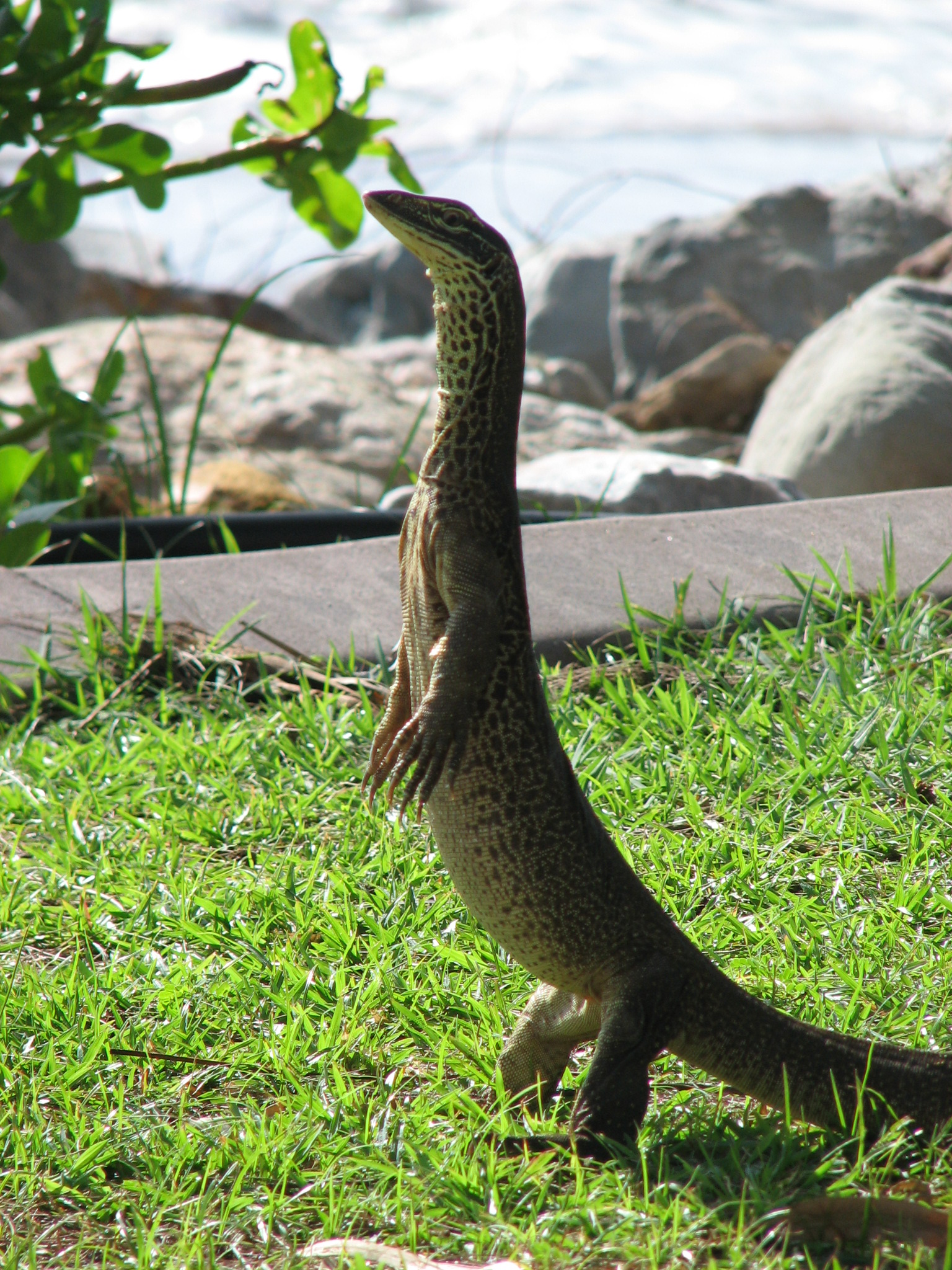 Monitor lizard standing on the two hind legs and appearing to monitor